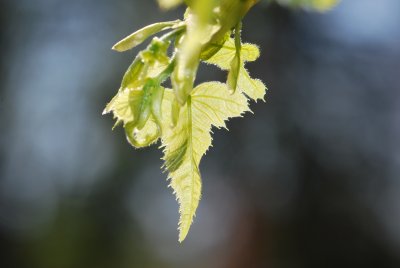 Tilia platyphyllos 'Laciniata' - lípa velkolistá 'Laciniata'- jarní list (2)